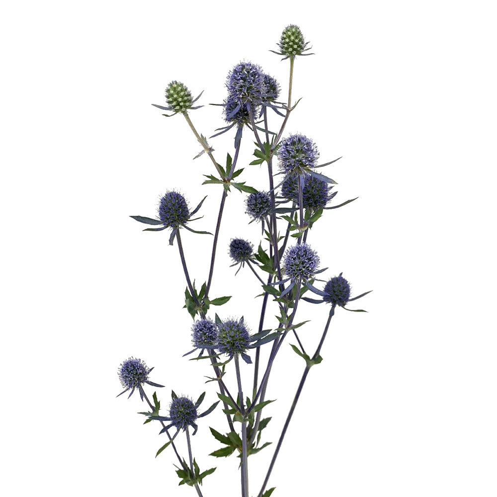 Eryngium