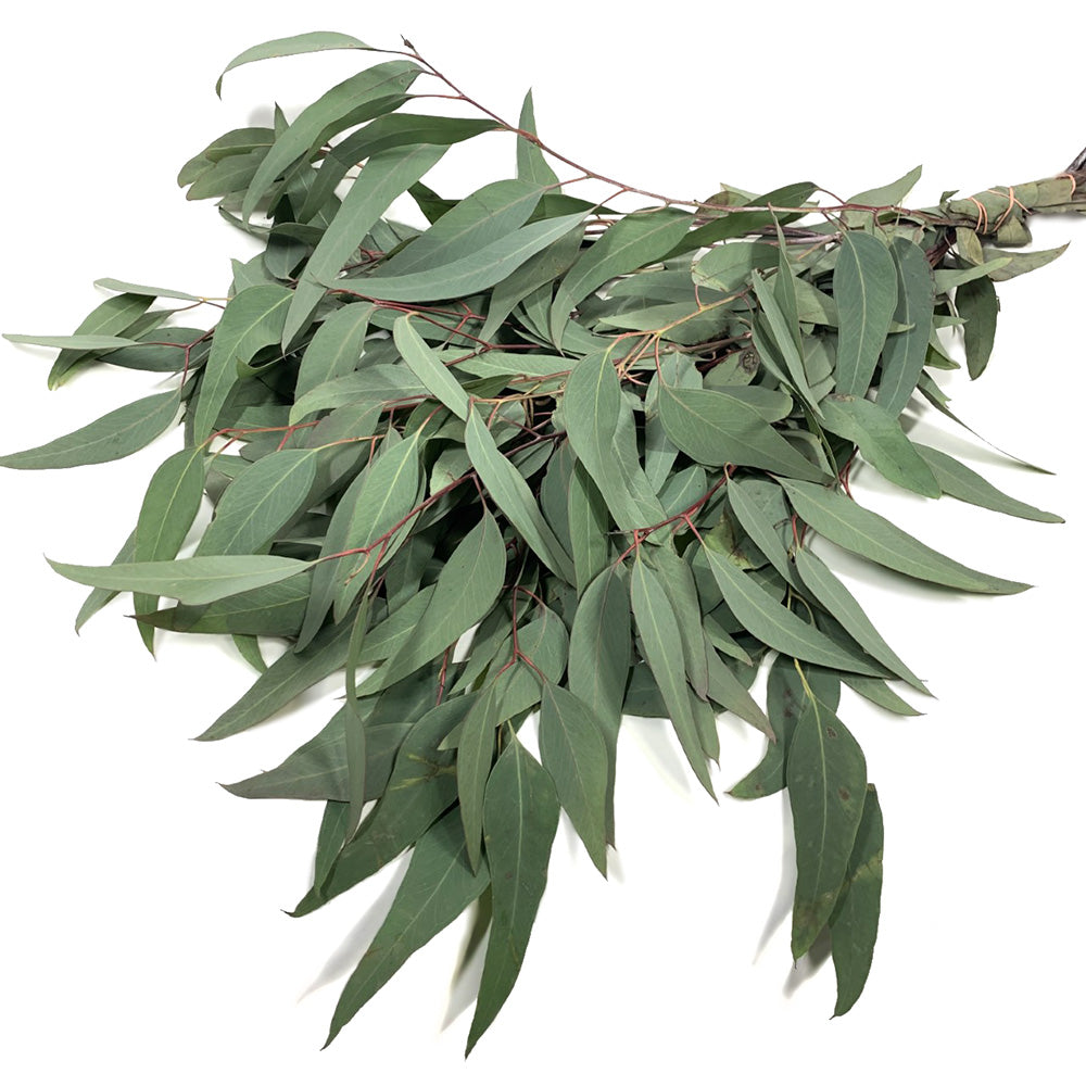 Eucalyptus