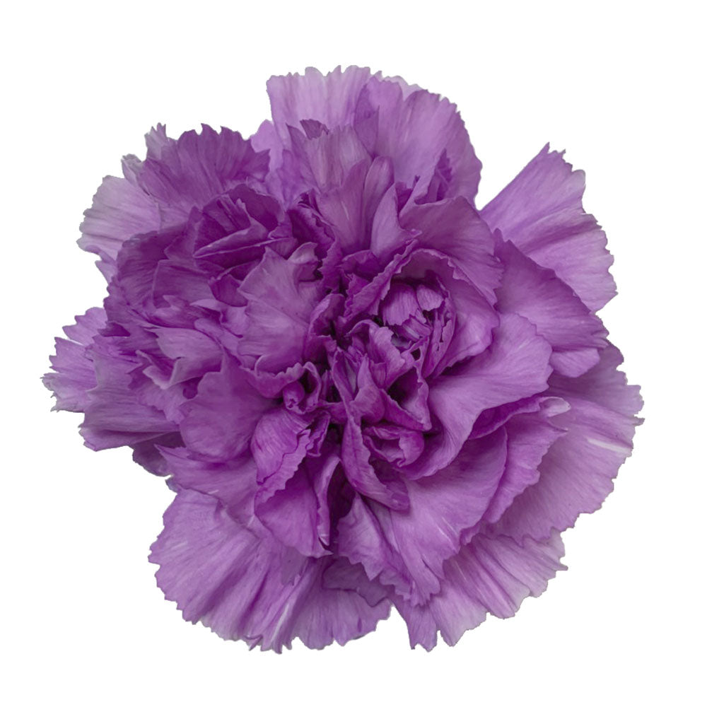 Carnation