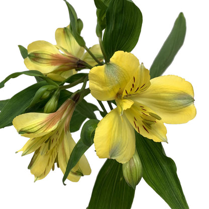 Alstroemeria