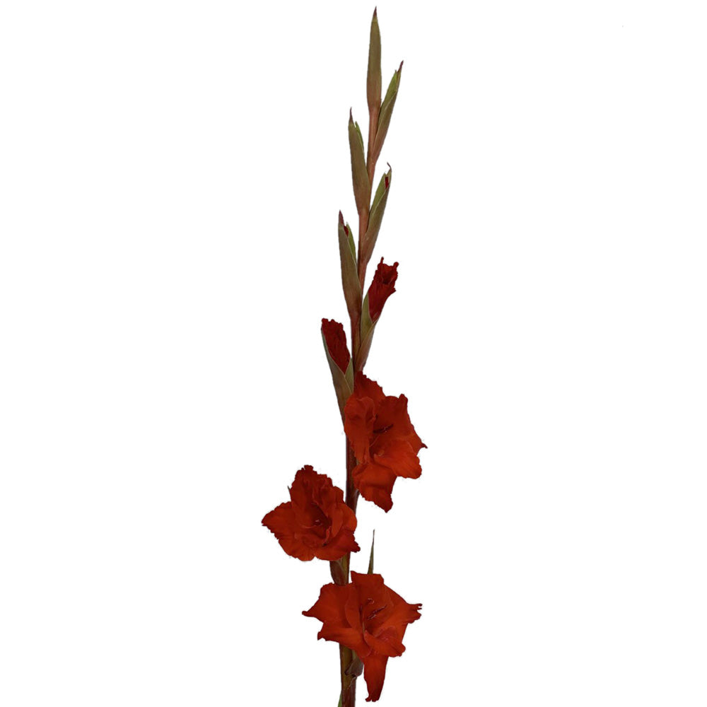 Gladiola