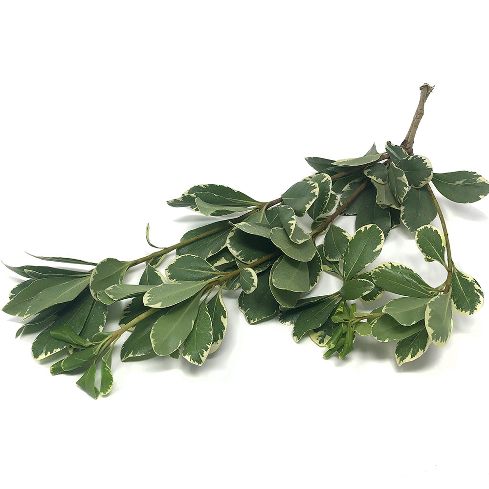 Pittosporum