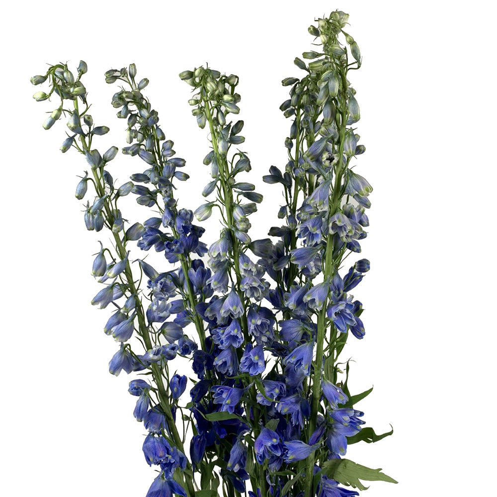 Delphinium