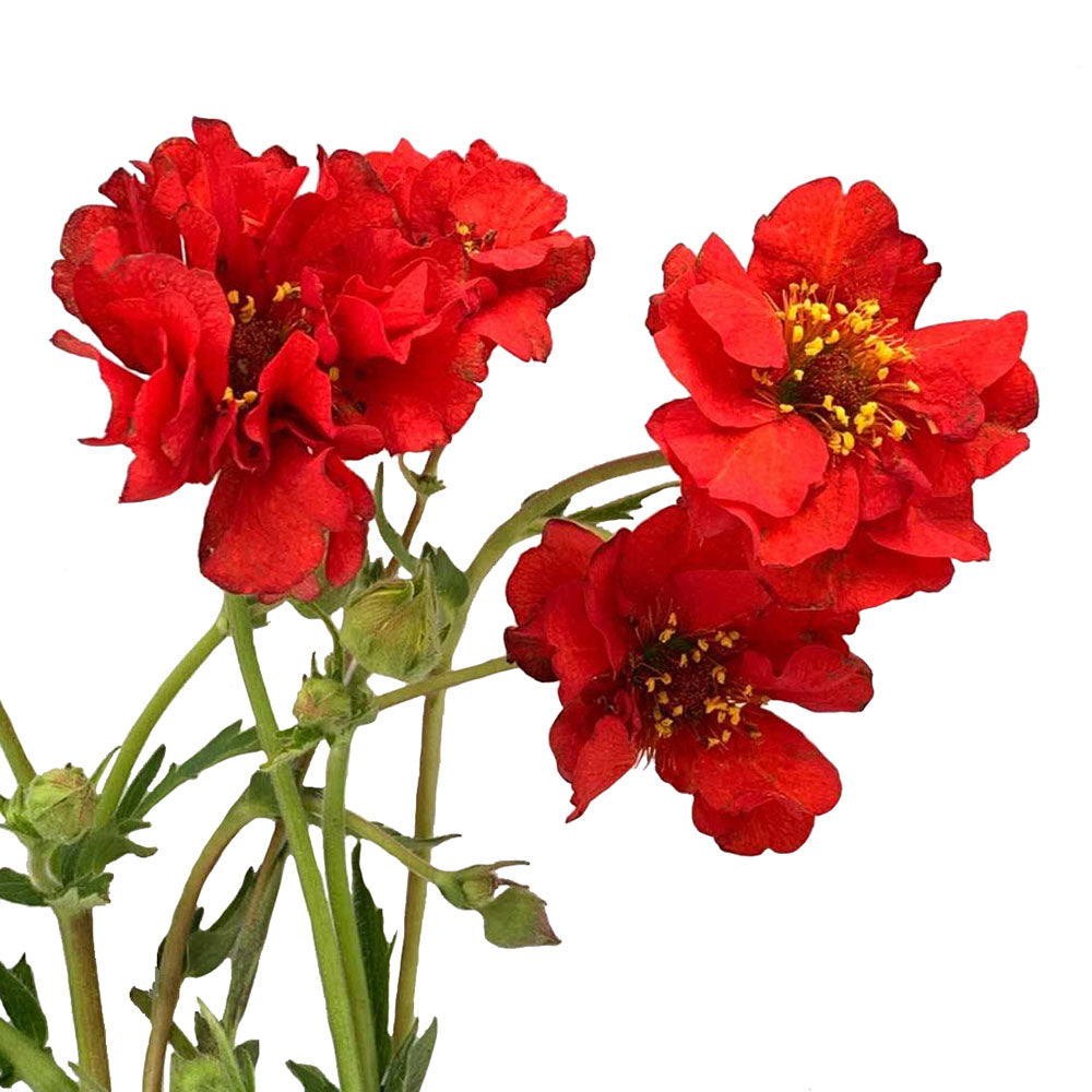 Geum Flower