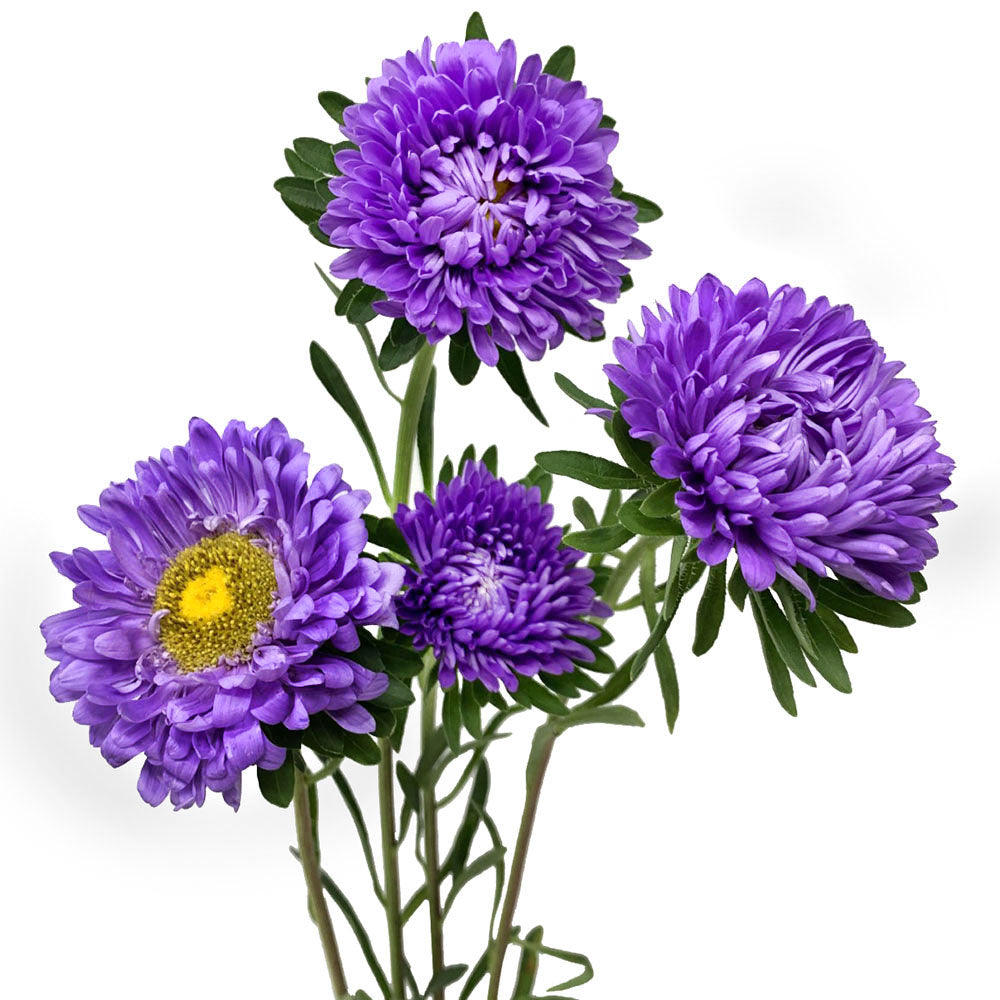 Aster