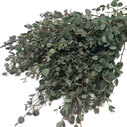 Eucalyptus