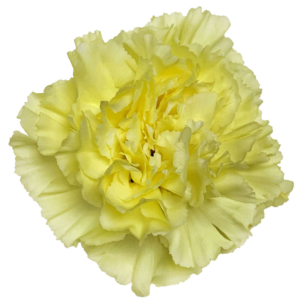 Carnation