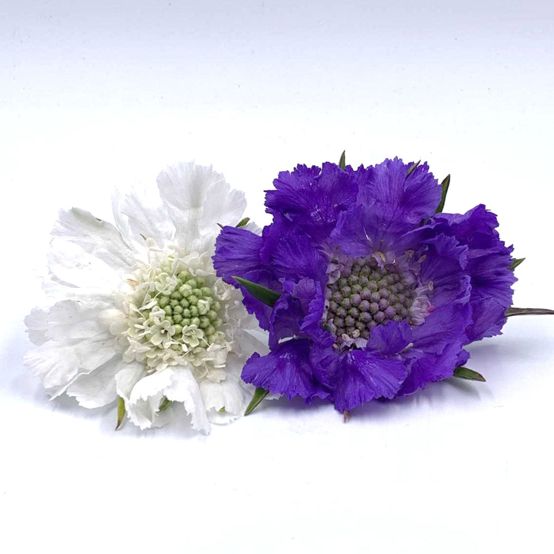 Scabiosa