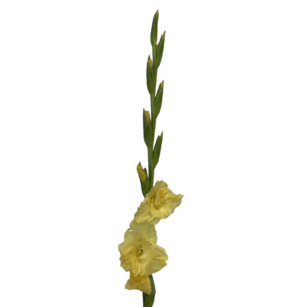 Gladiola