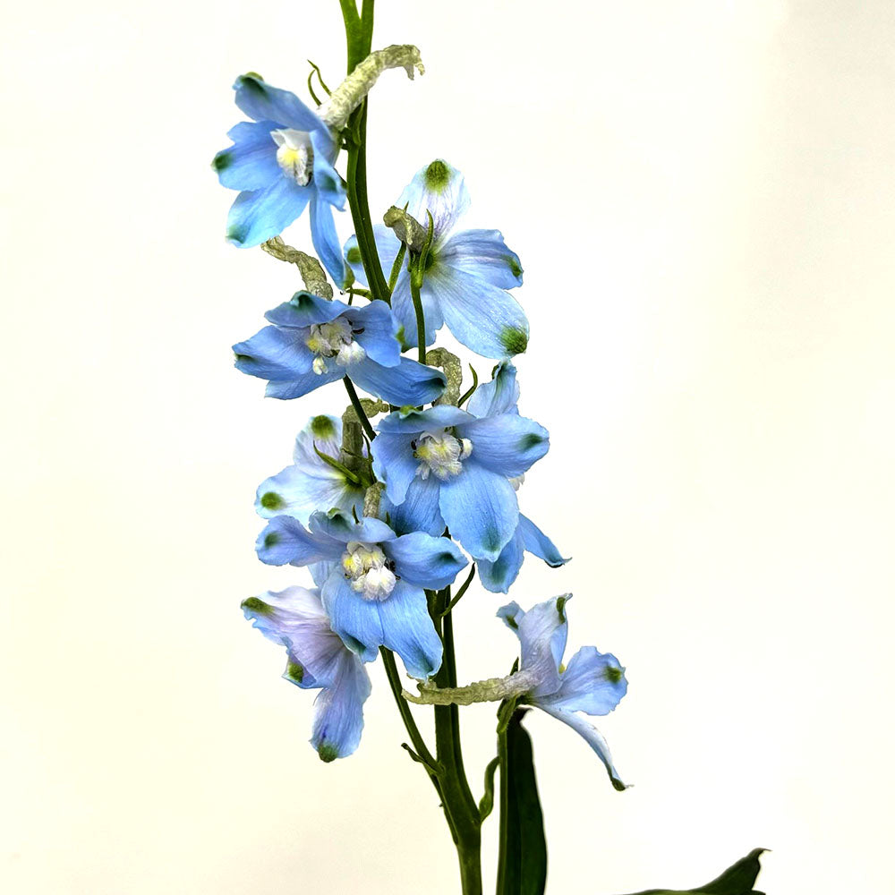 Delphinium