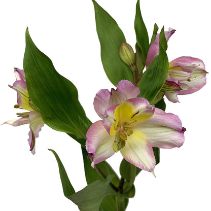 Alstroemeria