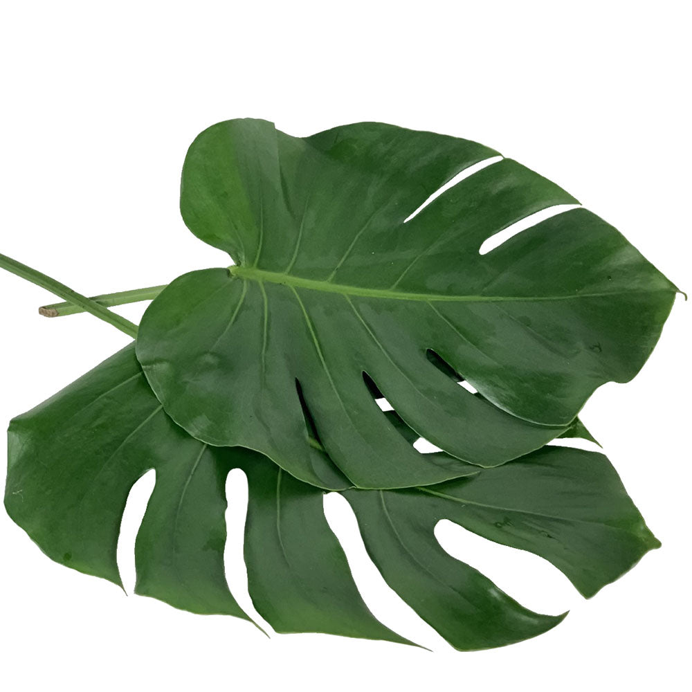 Monstera Leaves