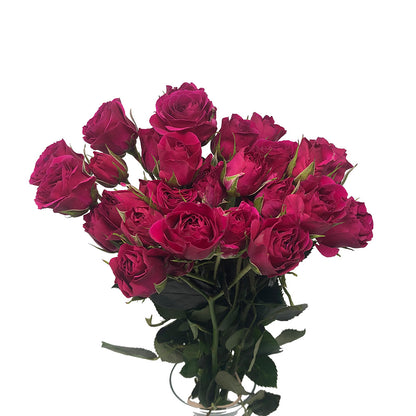40Cm Spray Rose - Hot Pink