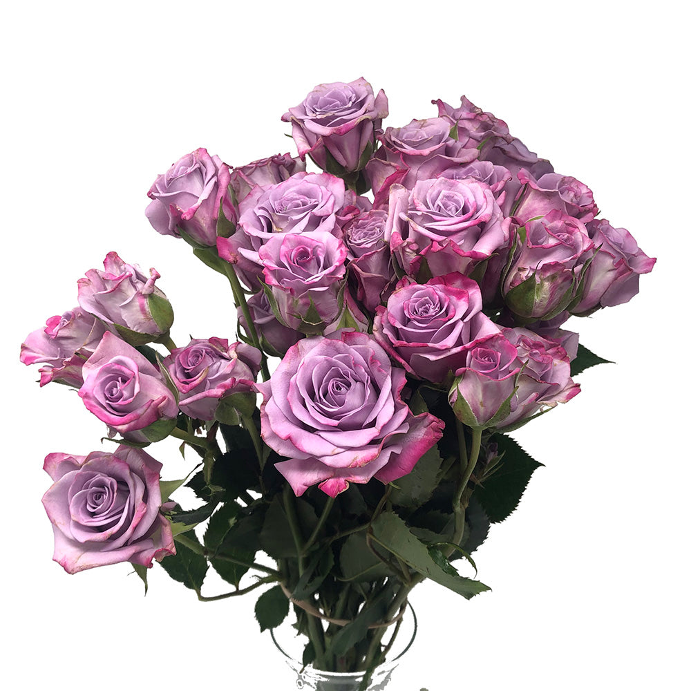 Spray Roses