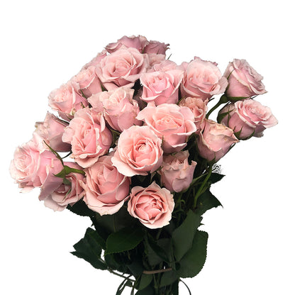 Spray Roses