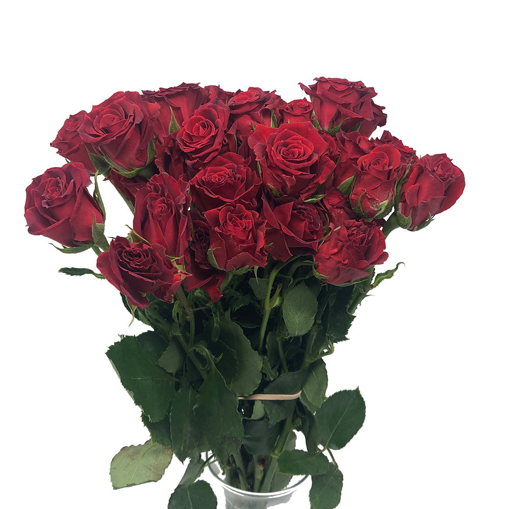 Spray Roses