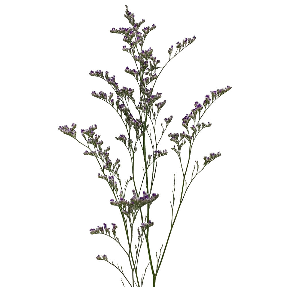 Limonium