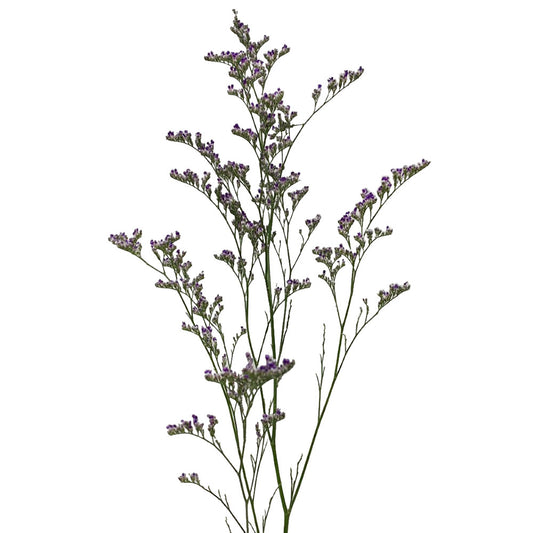 Limonium