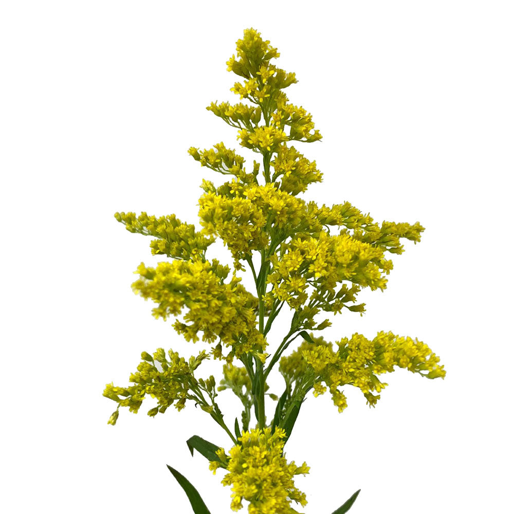 Solidago