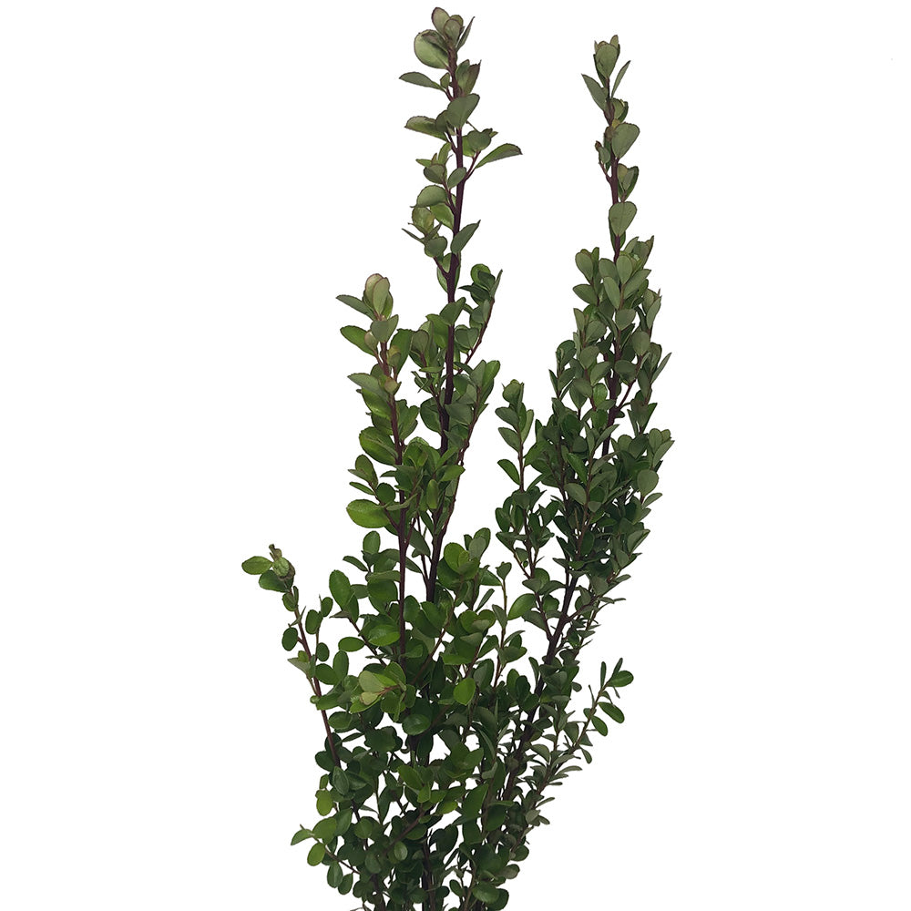 Boxwood