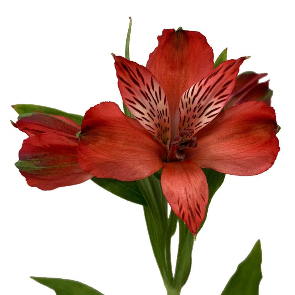 Alstroemeria