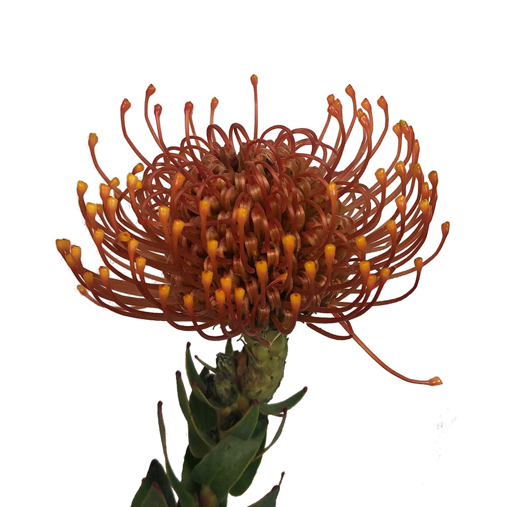 Protea