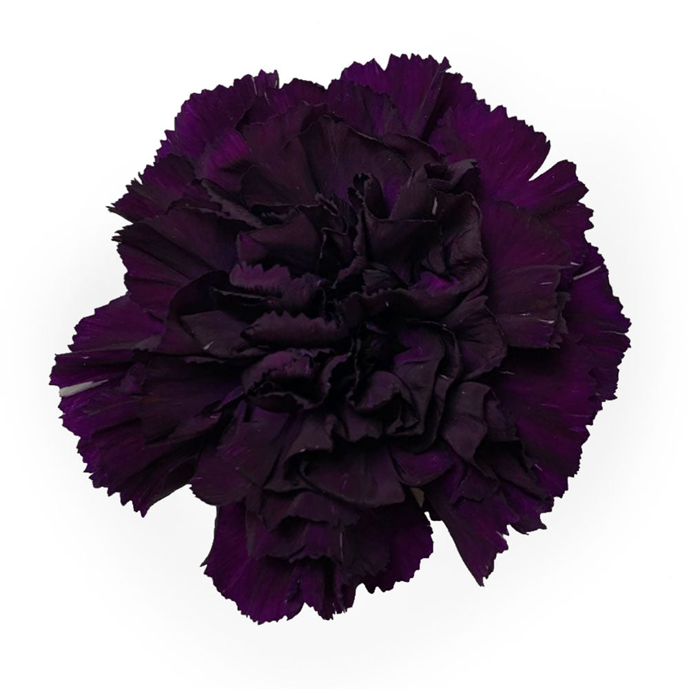 Carnation