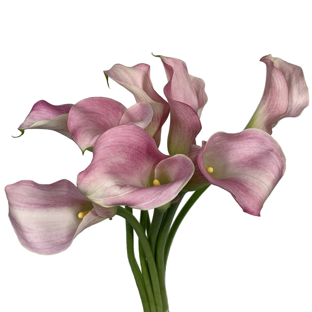 Mini Calla