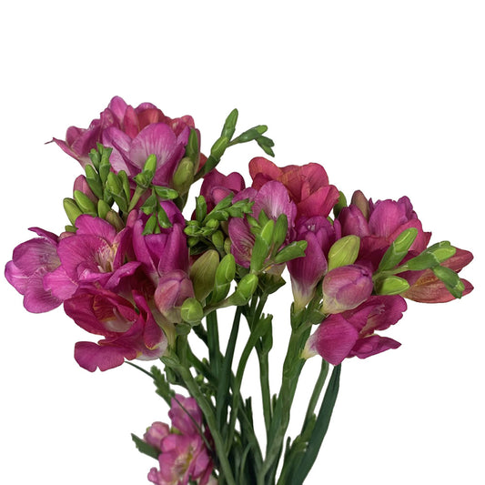 Freesia