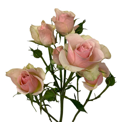 50Cm Ilse Spray Rose
