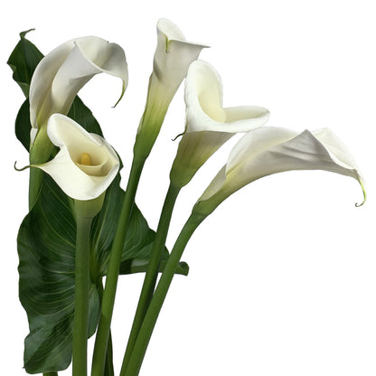 Calla Lily