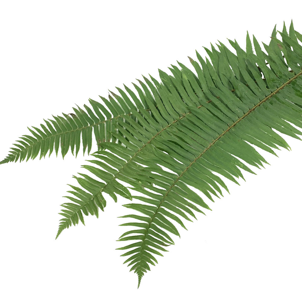 Sword Fern