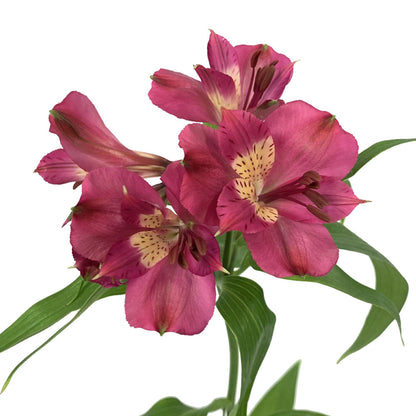 Alstroemeria