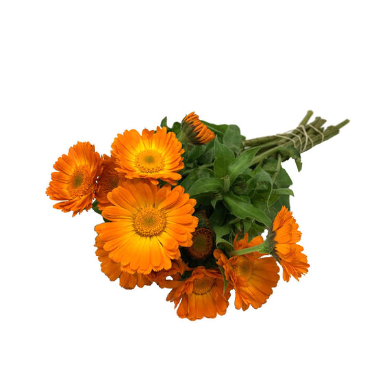 Calendula