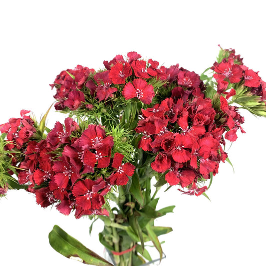 Gypsy Dianthus