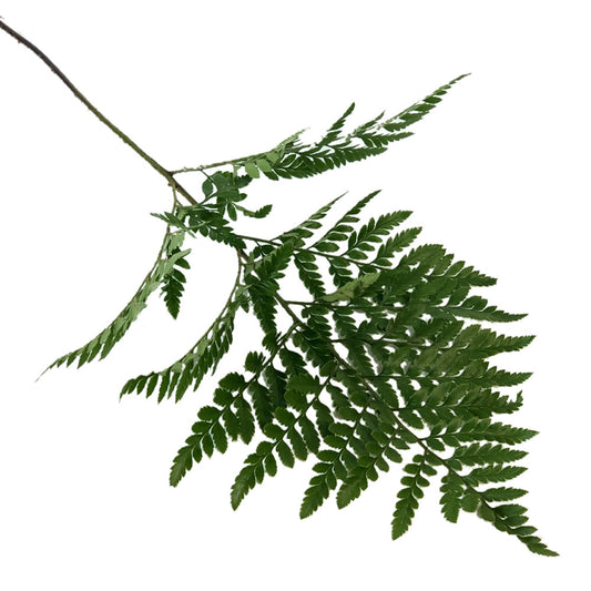 Leather Fern