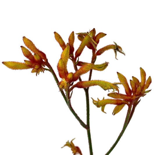 Kangaroo Paw