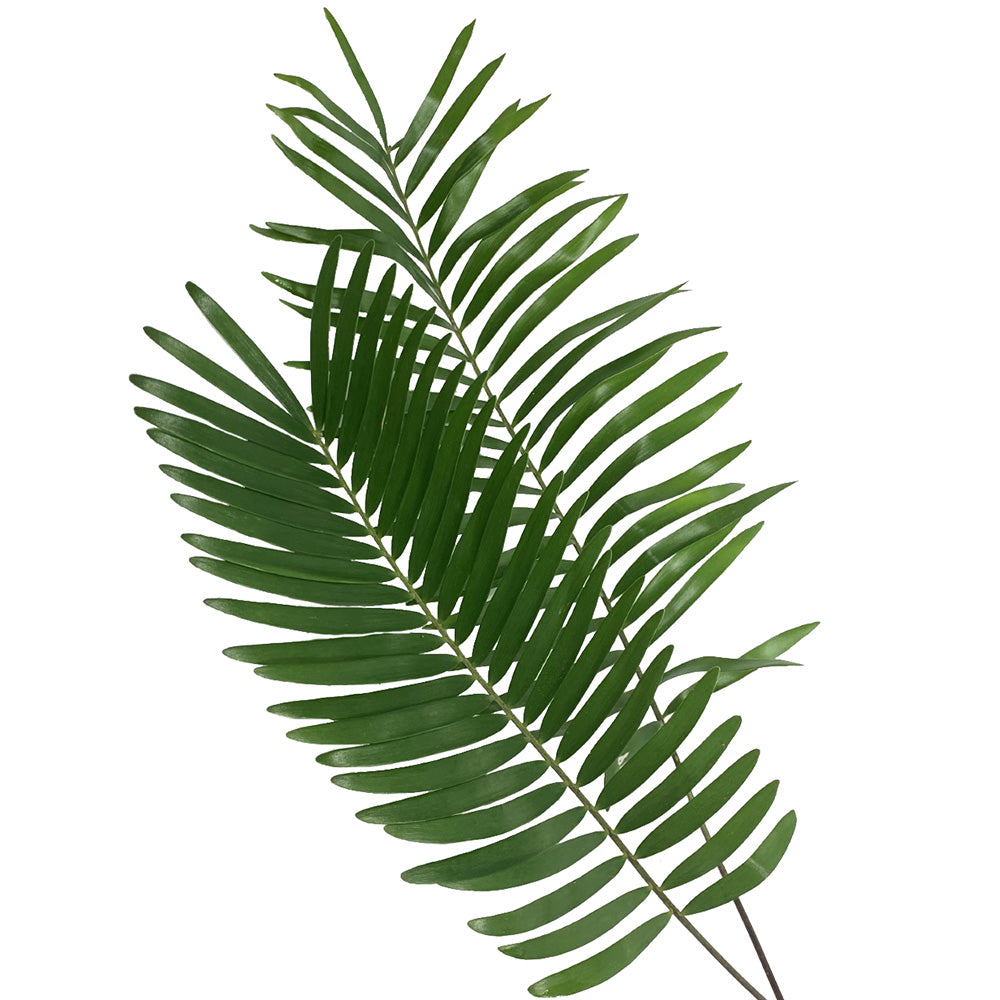 Coontie Foliage