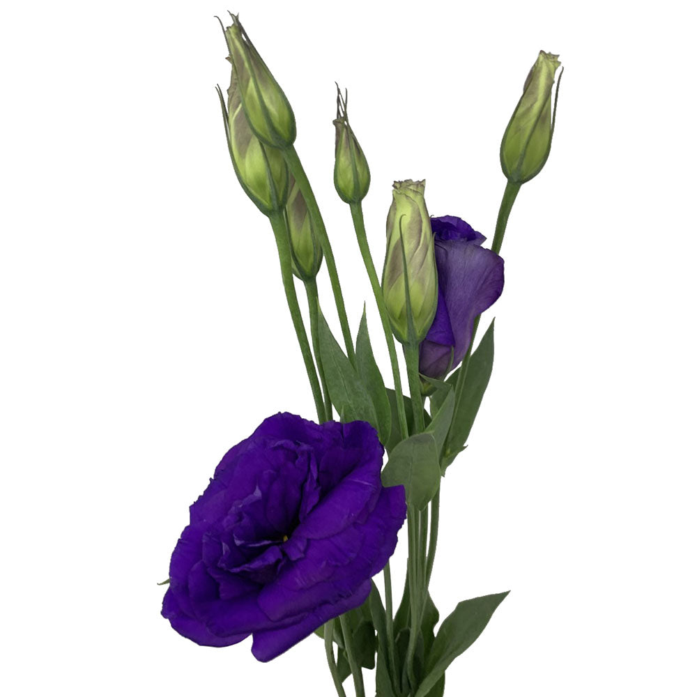 Lisianthus