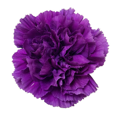 Carnation