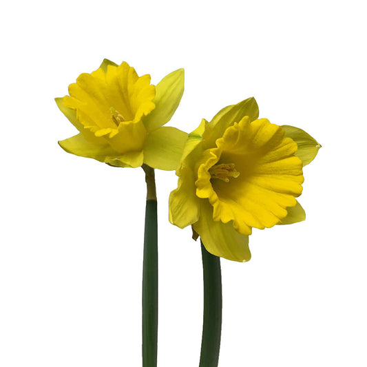 Daffodil