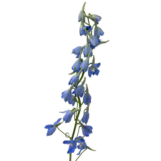 Delphinium