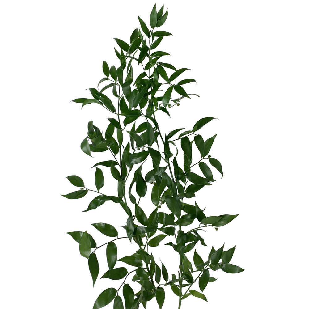 Ruscus