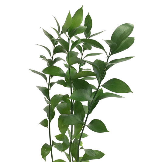 Ruscus