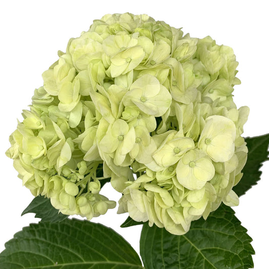 Hydrangea