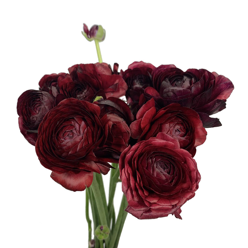 Ranunculus