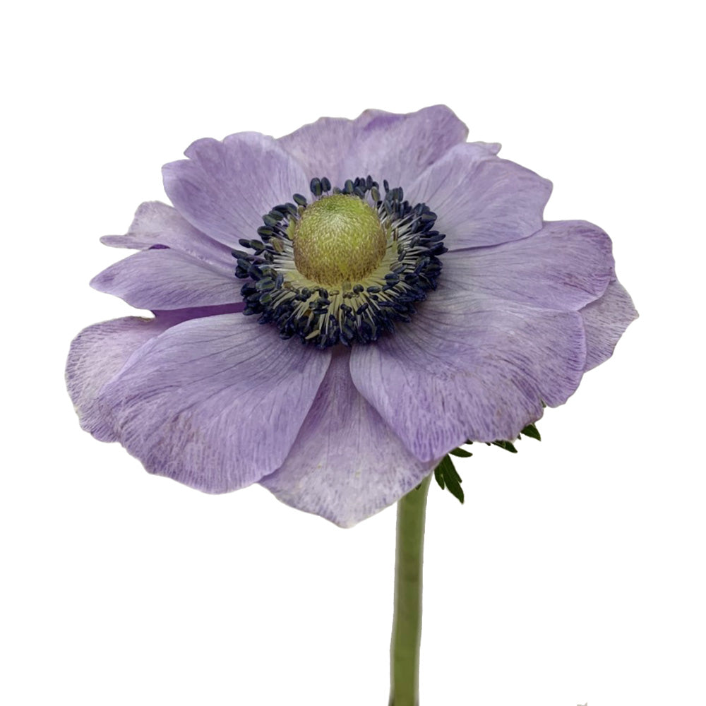 Anemone