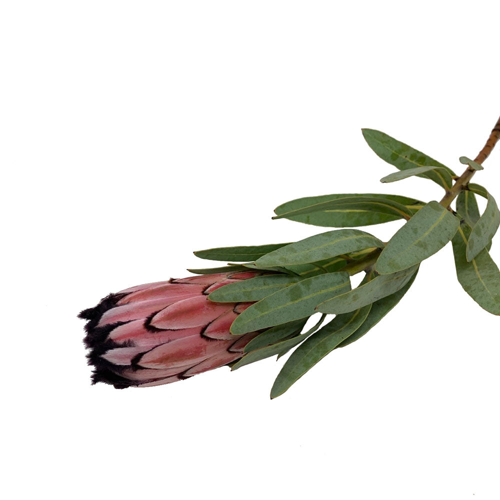 Protea