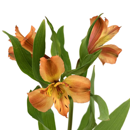 Alstroemeria