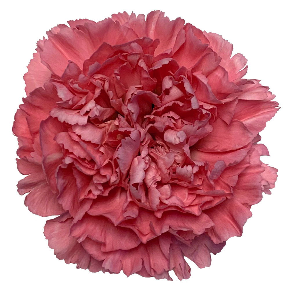 Carnation